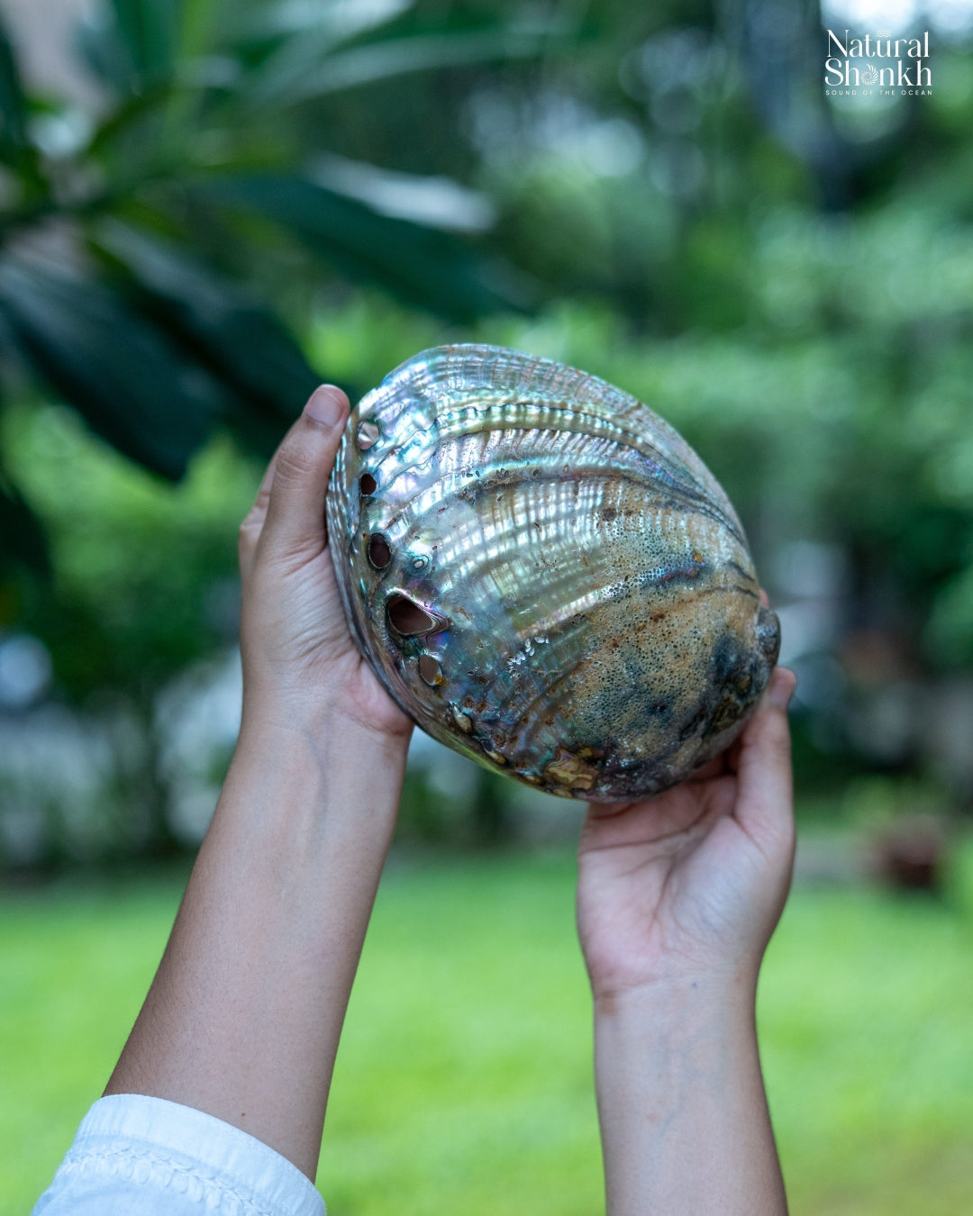 Abalone Seep