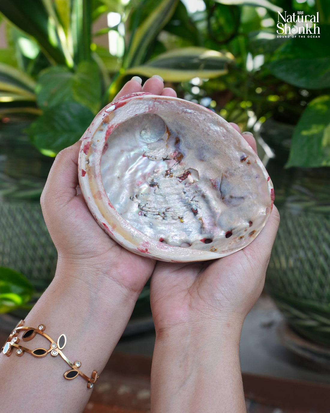 Abalone Seep (Pink Colour)