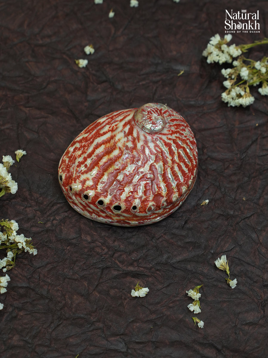 Abalone Seep (Pink Colour)