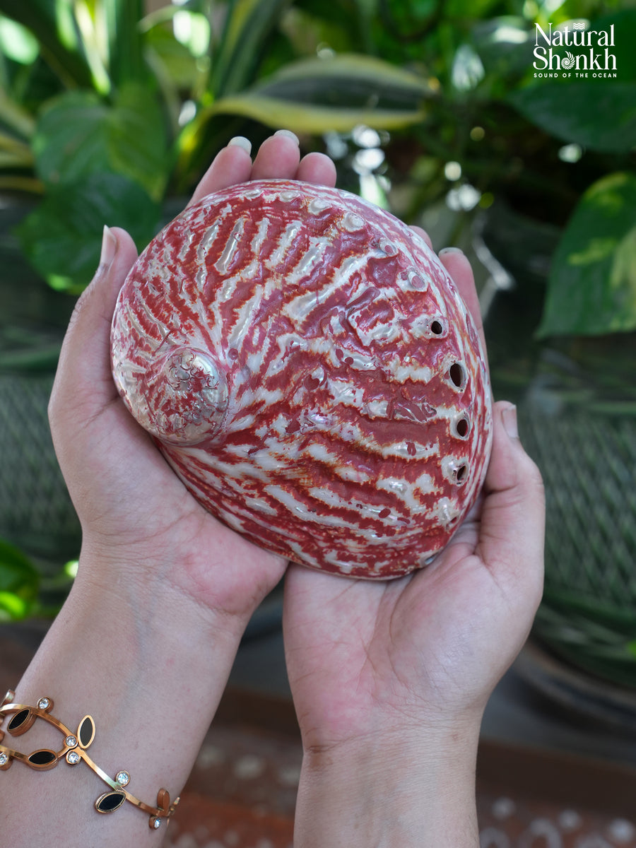 Abalone Seep (Pink Colour)