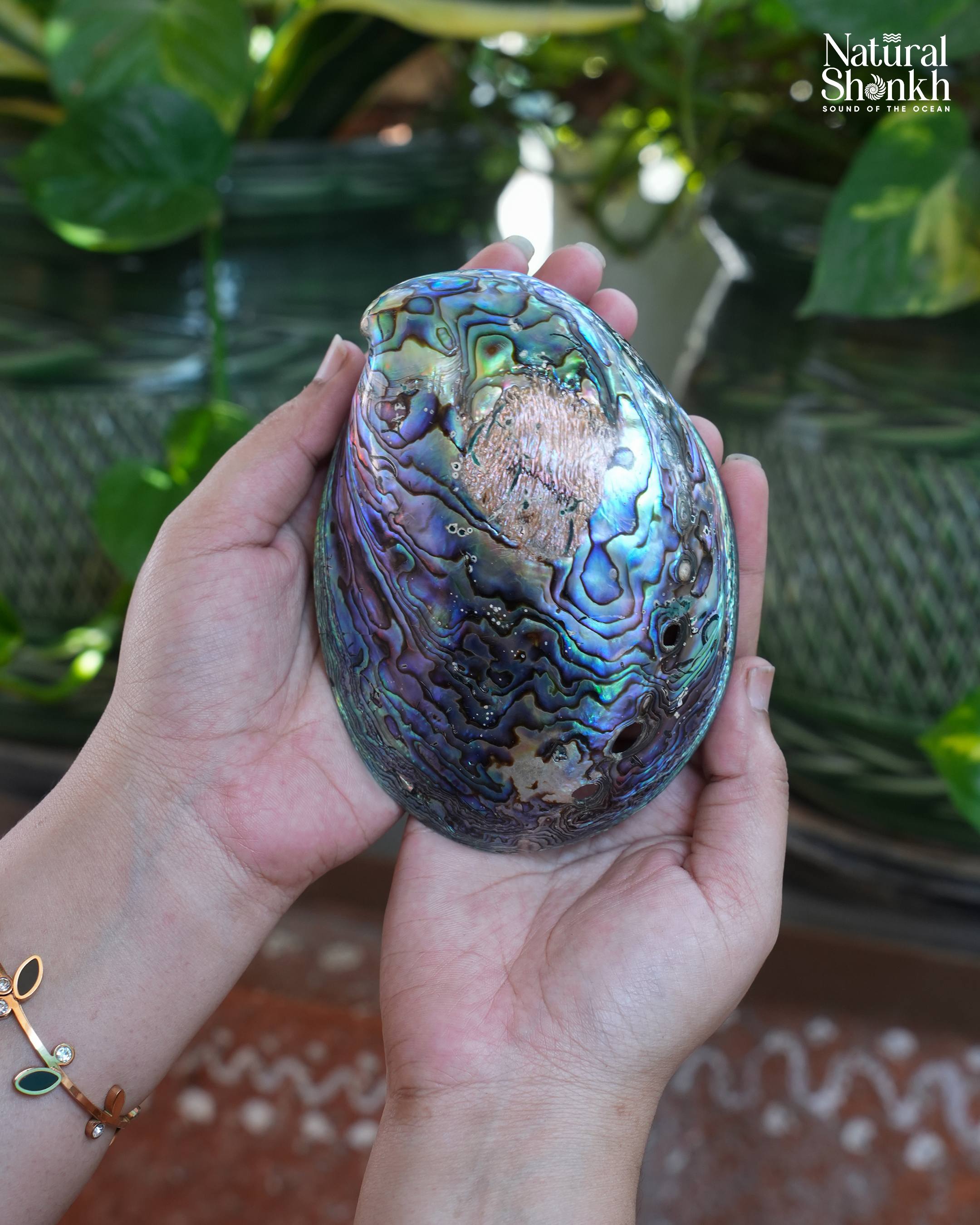 Abalone Seep (Multi Colour)