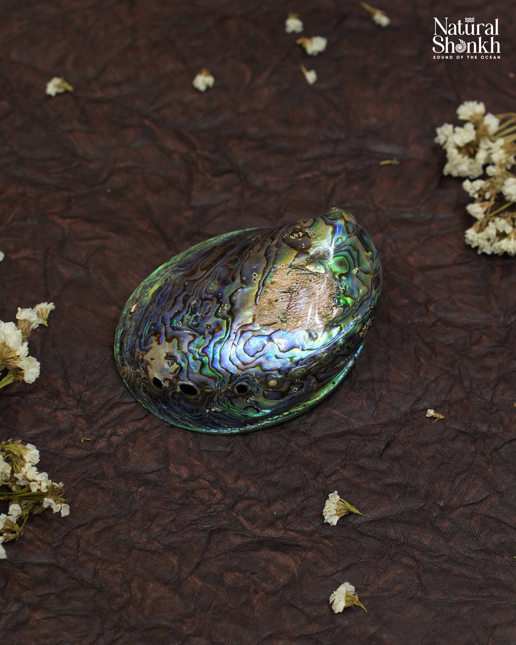 Abalone Seep (Multi Colour)