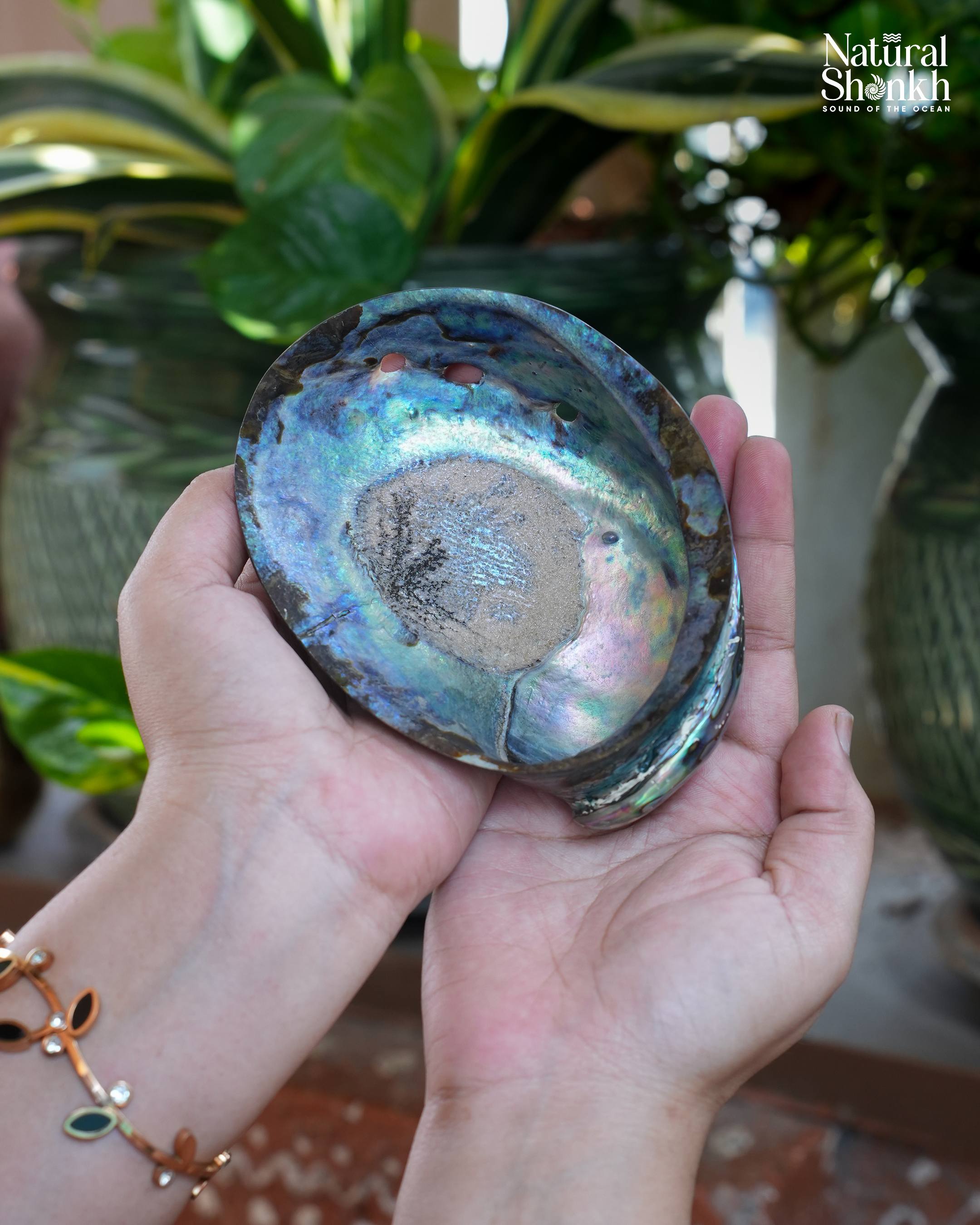 Abalone Seep (Multi Colour)