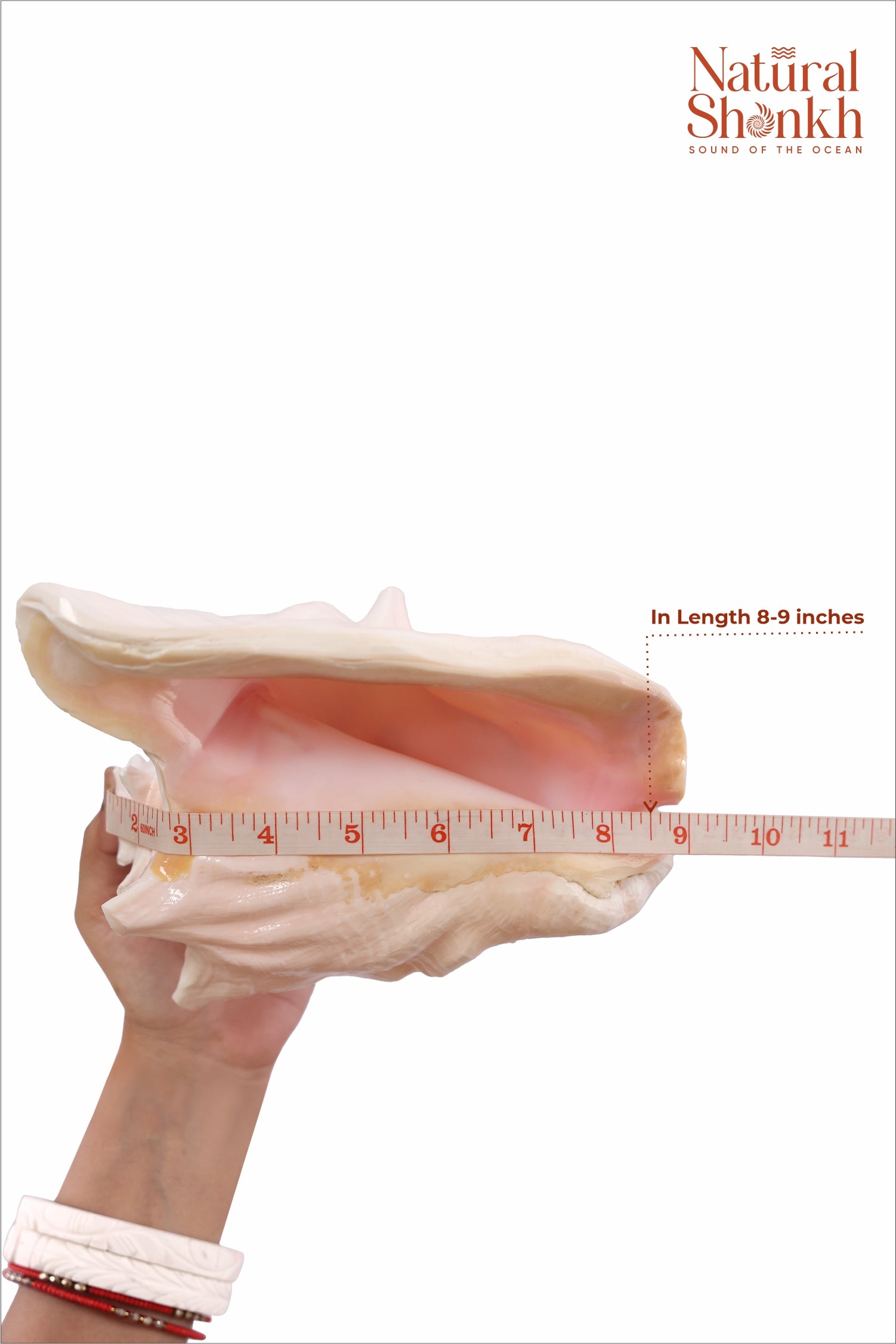 Annapurna Pink Conch