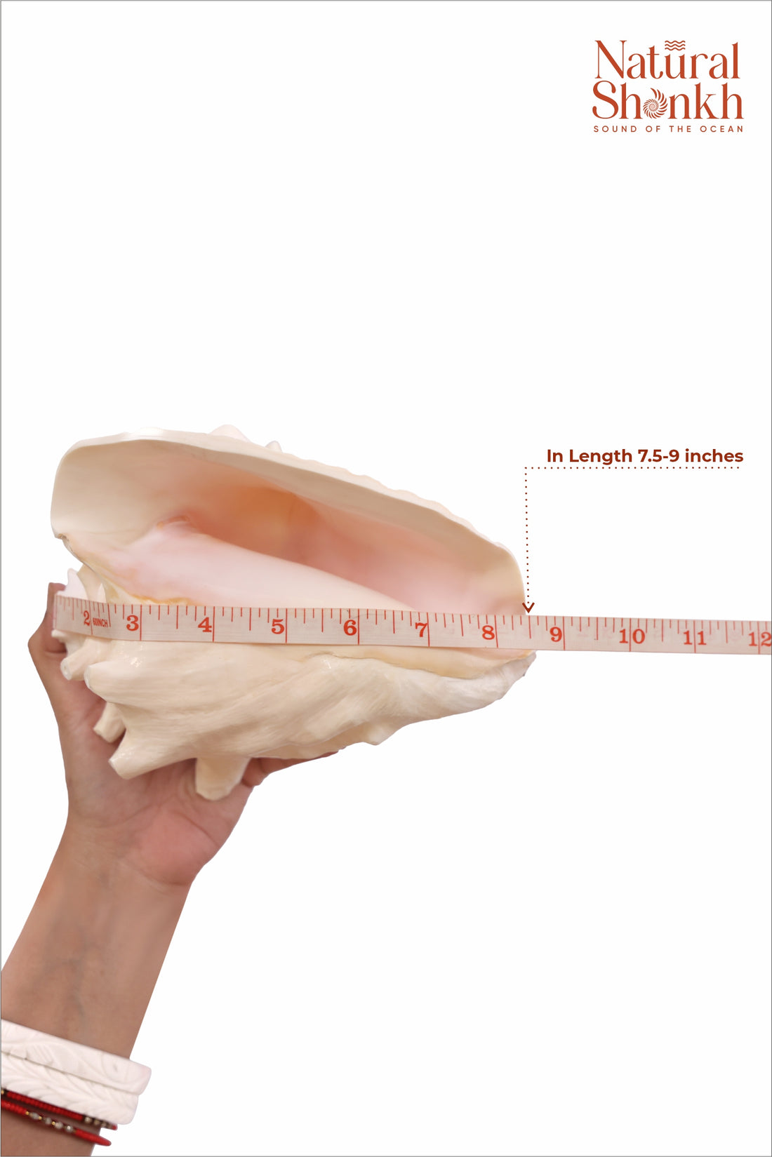 Annapurna Pink Conch