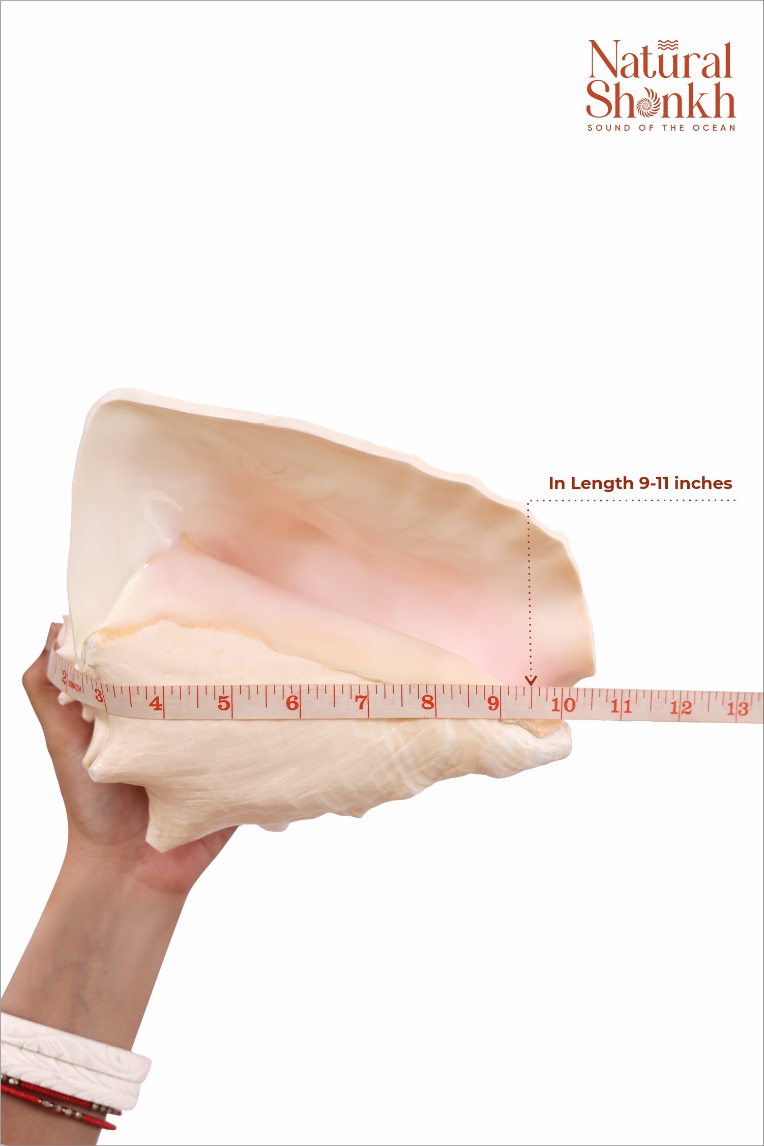 Annapurna Pink Conch