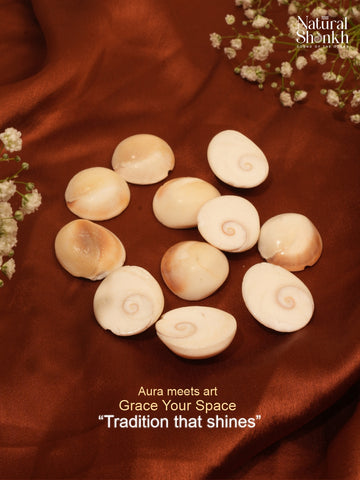 Gomti Chakra (11 Pcs)