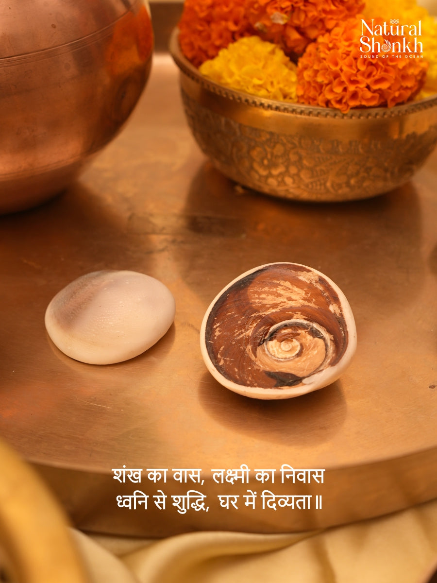Black Gomti Chakra (Pair)