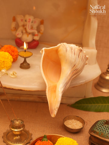 Dakshinavarti Lakshmi Shankh (Natural Colour)
