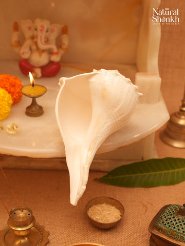 Dakshinavarti Lakshmi Shankh (White Colour)