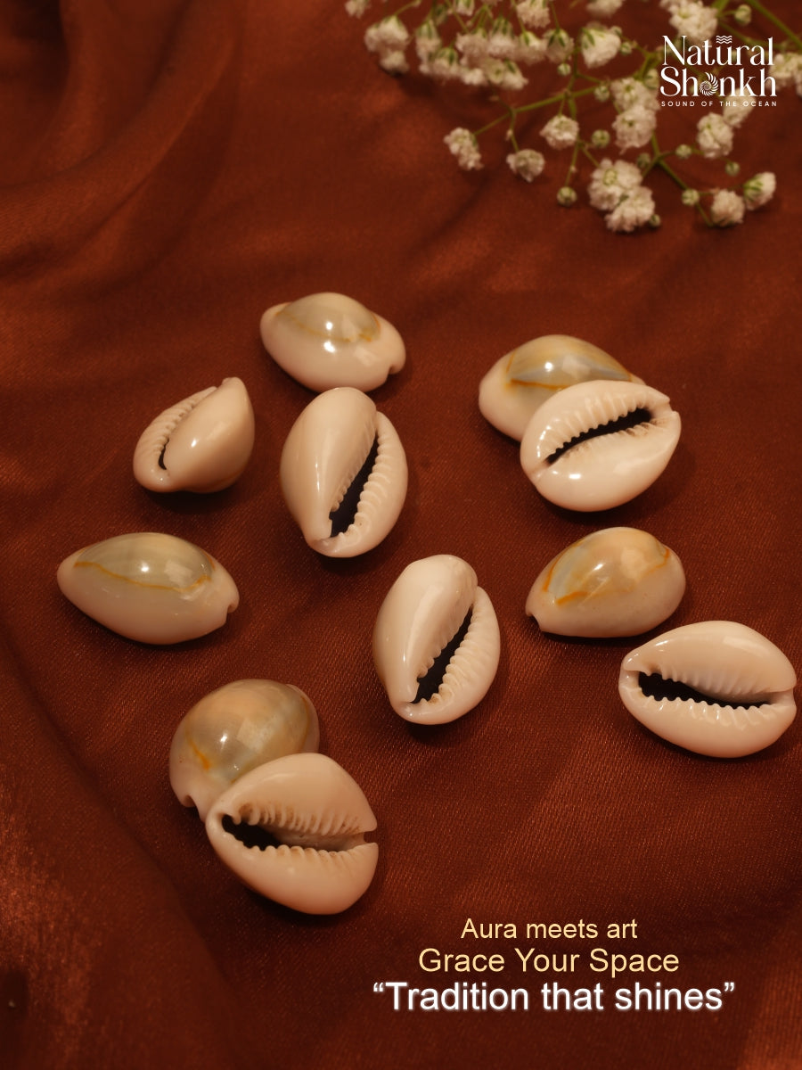 Natural Kaudi (11 Pcs)