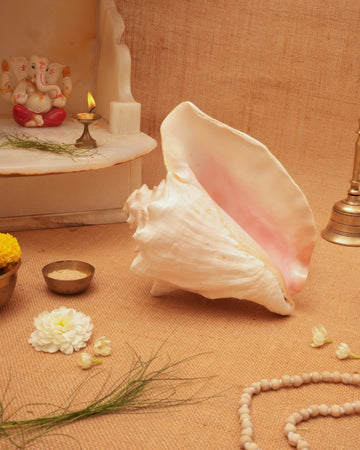 Annapurna Pink Conch