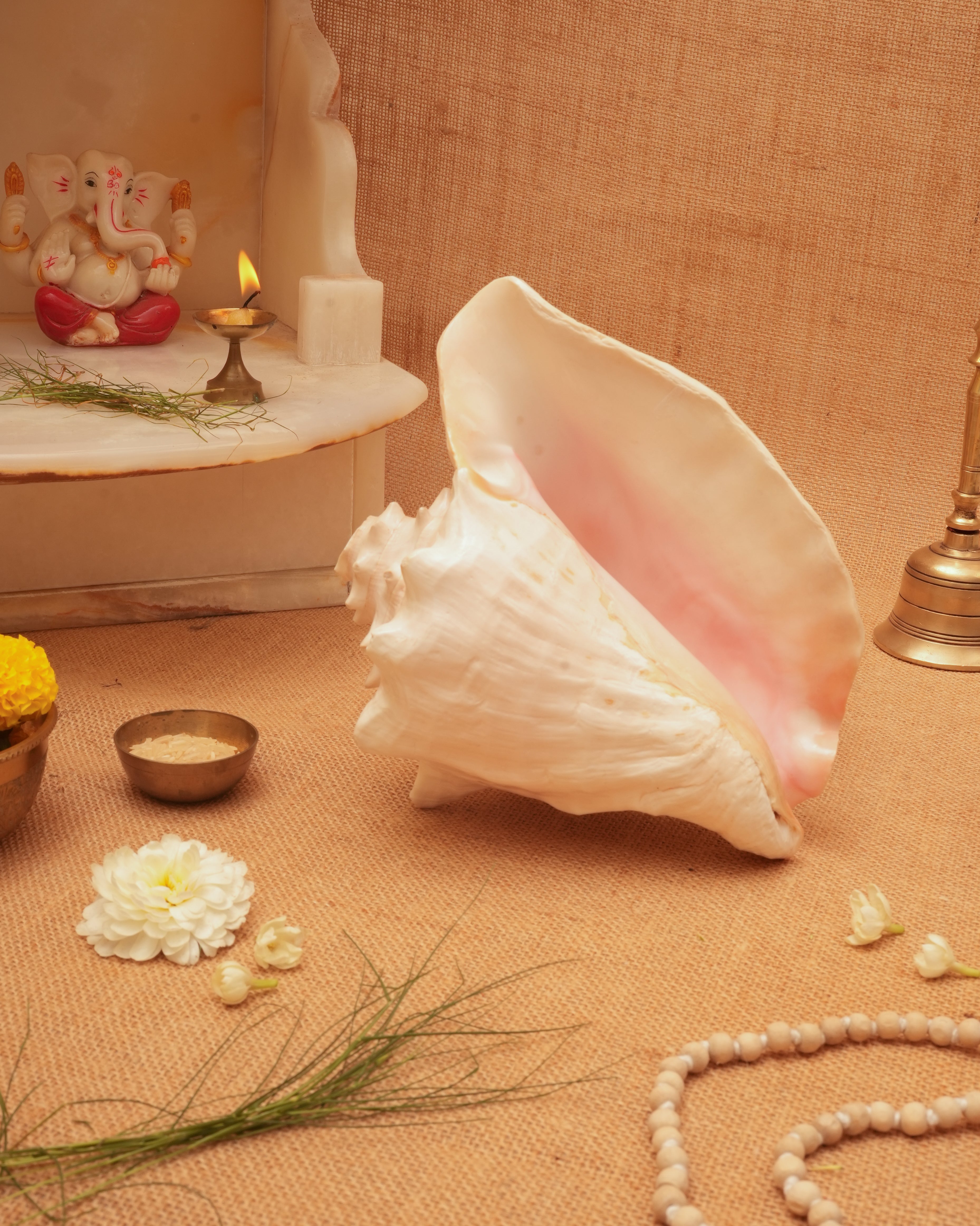 Annapurna Pink Conch