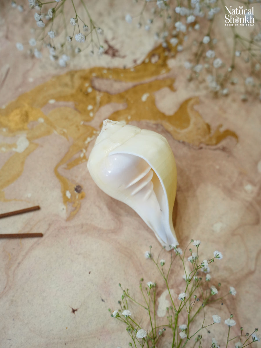 Padam-Puja Shankh (Non Blowing)