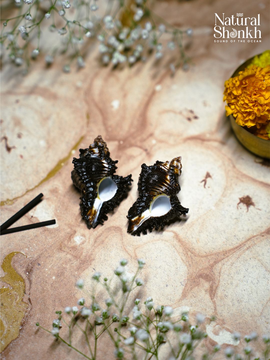Shani Shankh