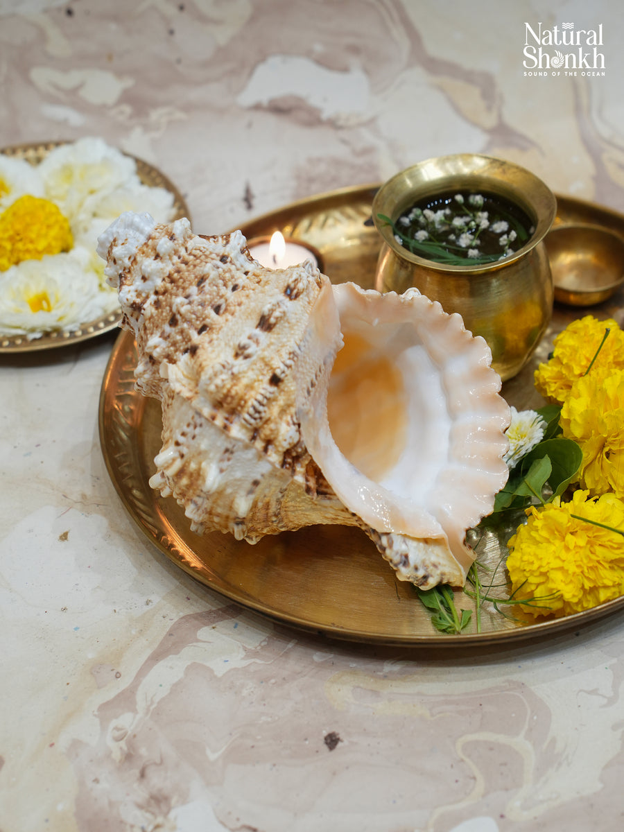Sughosha Shankh