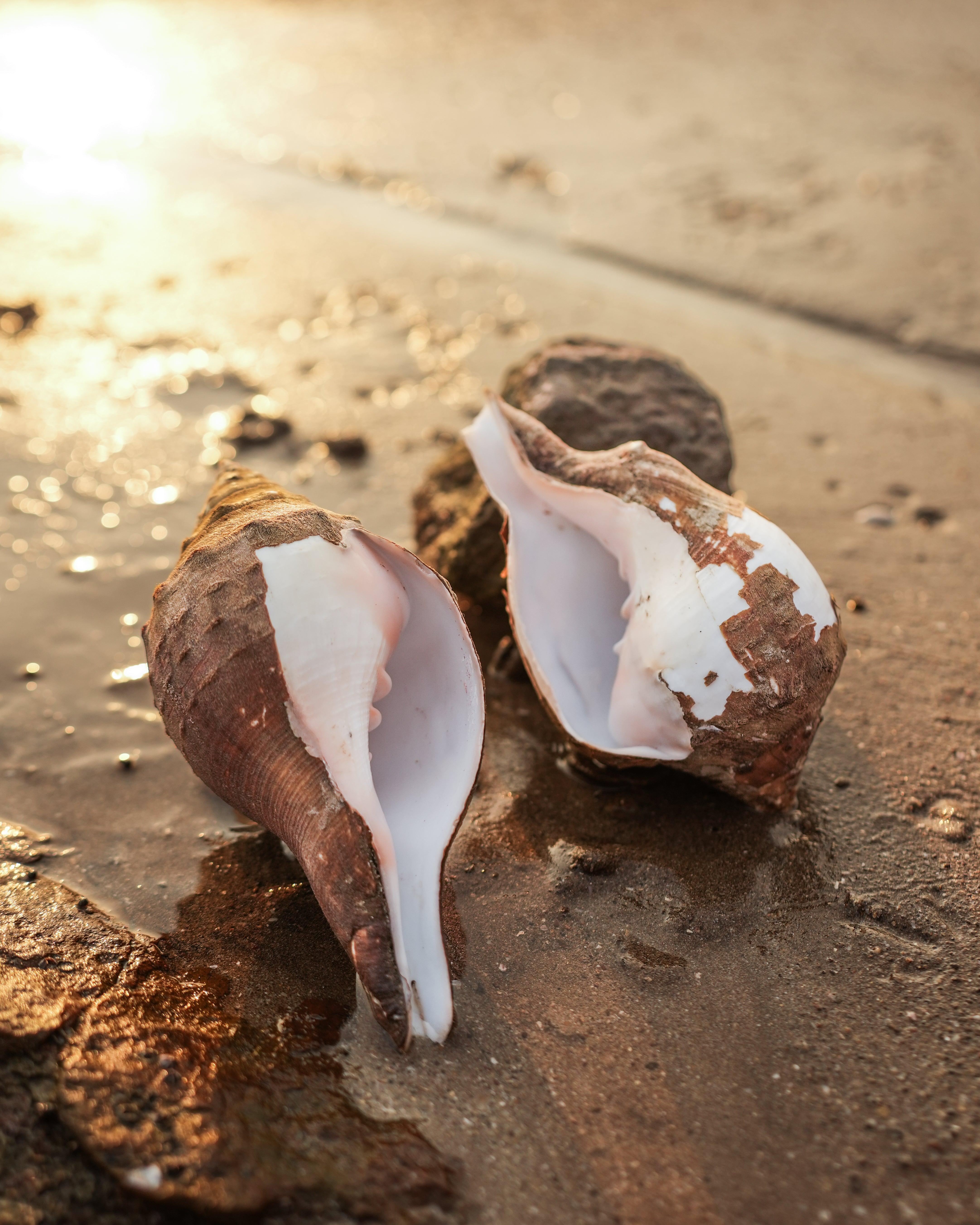 Under The Rocks (Pair A) - Small