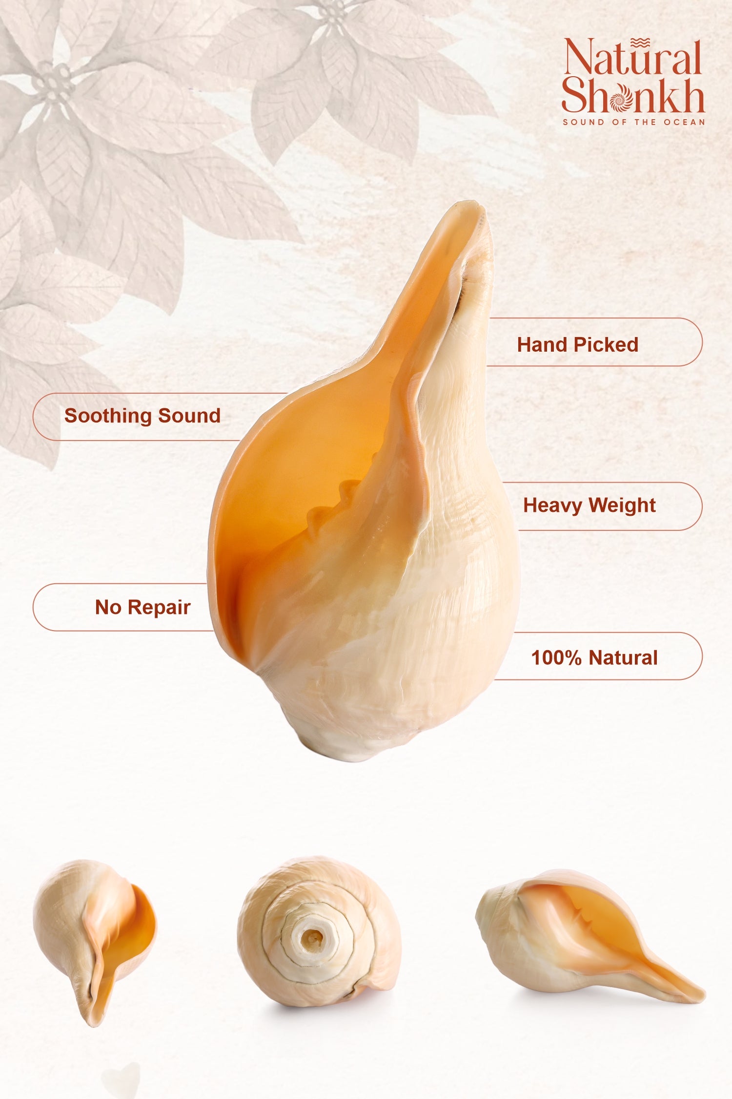 Vishnu Shankh (Natural Peach) - Small