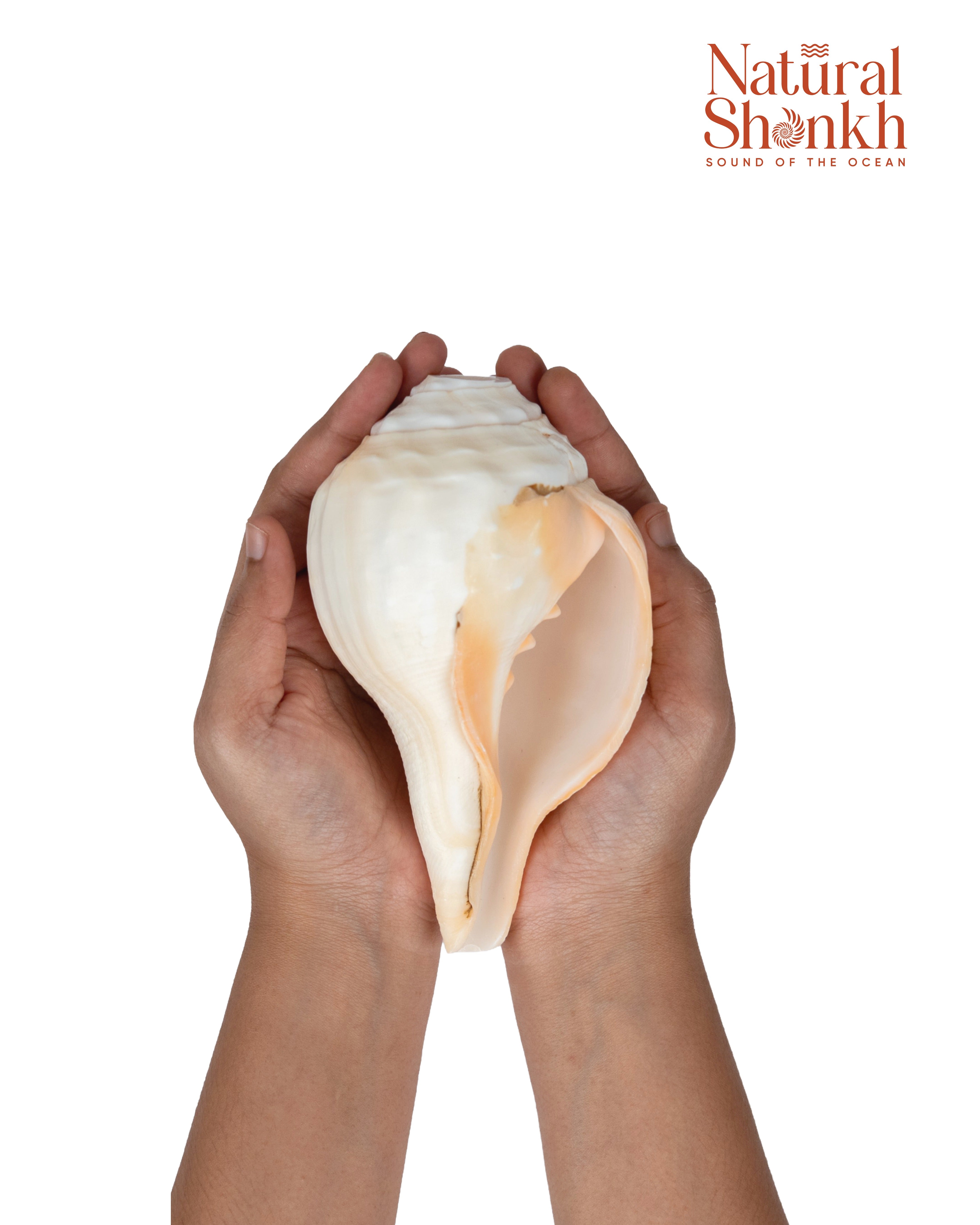 Vishnu Shankh (Natural Peach) - Small
