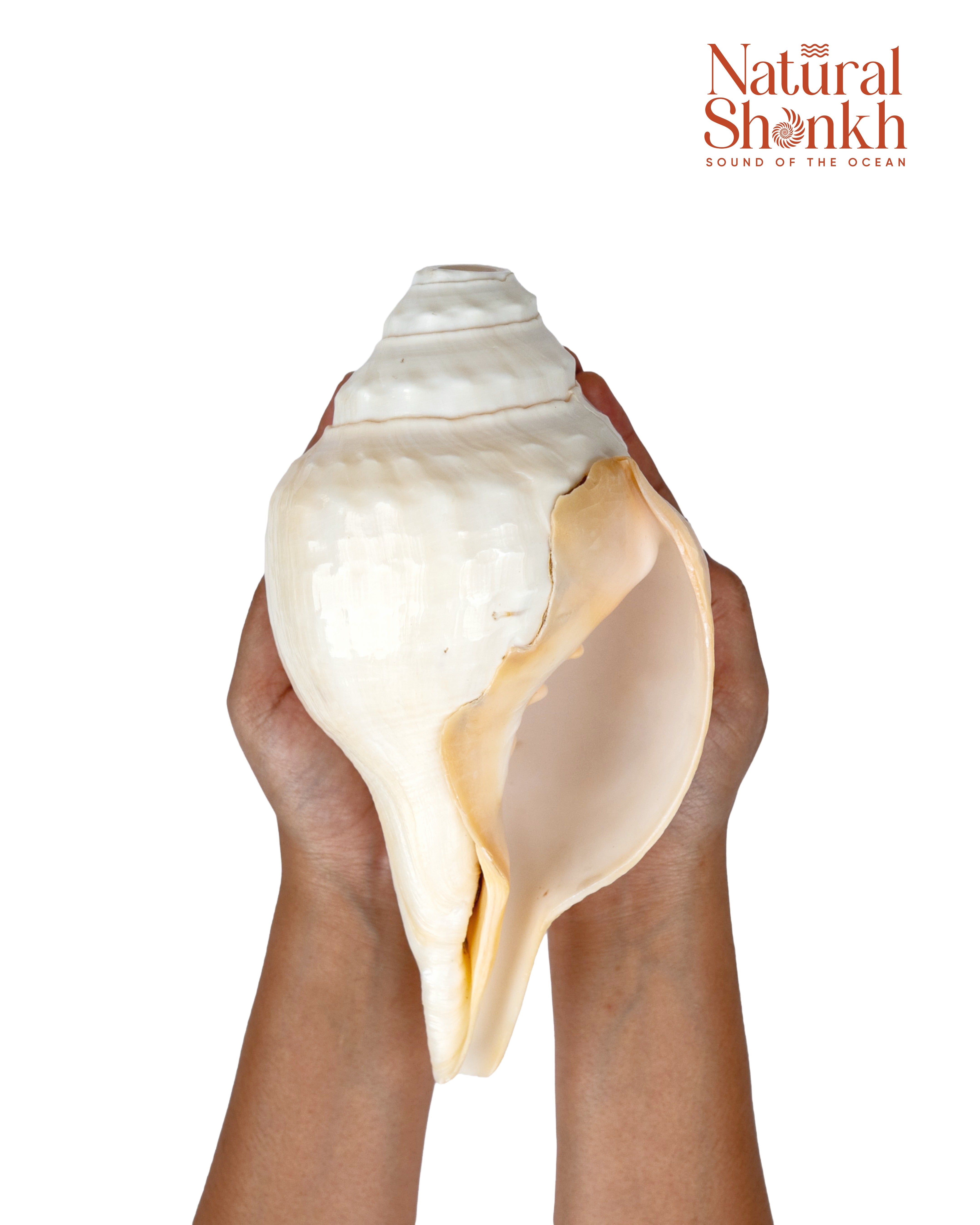 Vishnu Shankh (Natural Peach) - Small