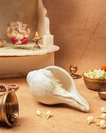 Vishnu Shankh (Natural White) - Small