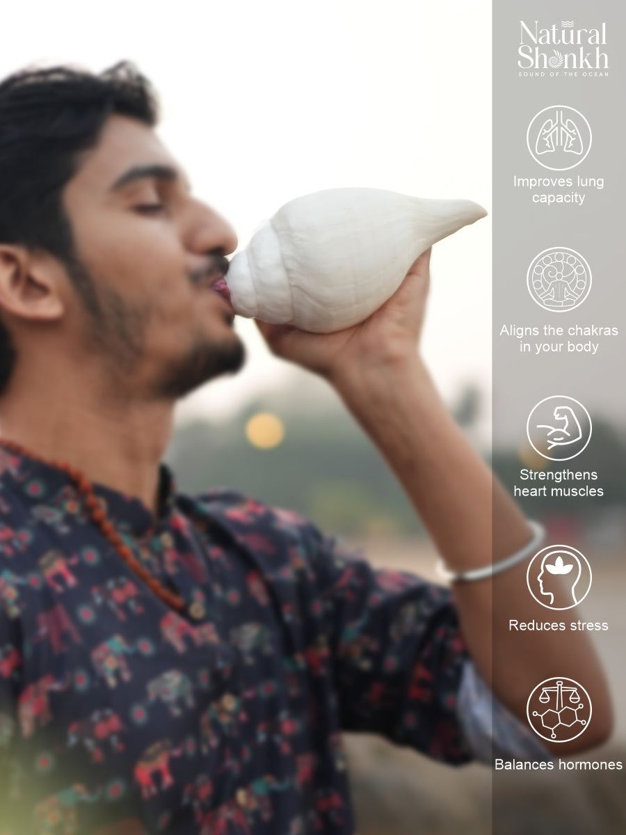 Vishnu Shankh (Natural White) - Small