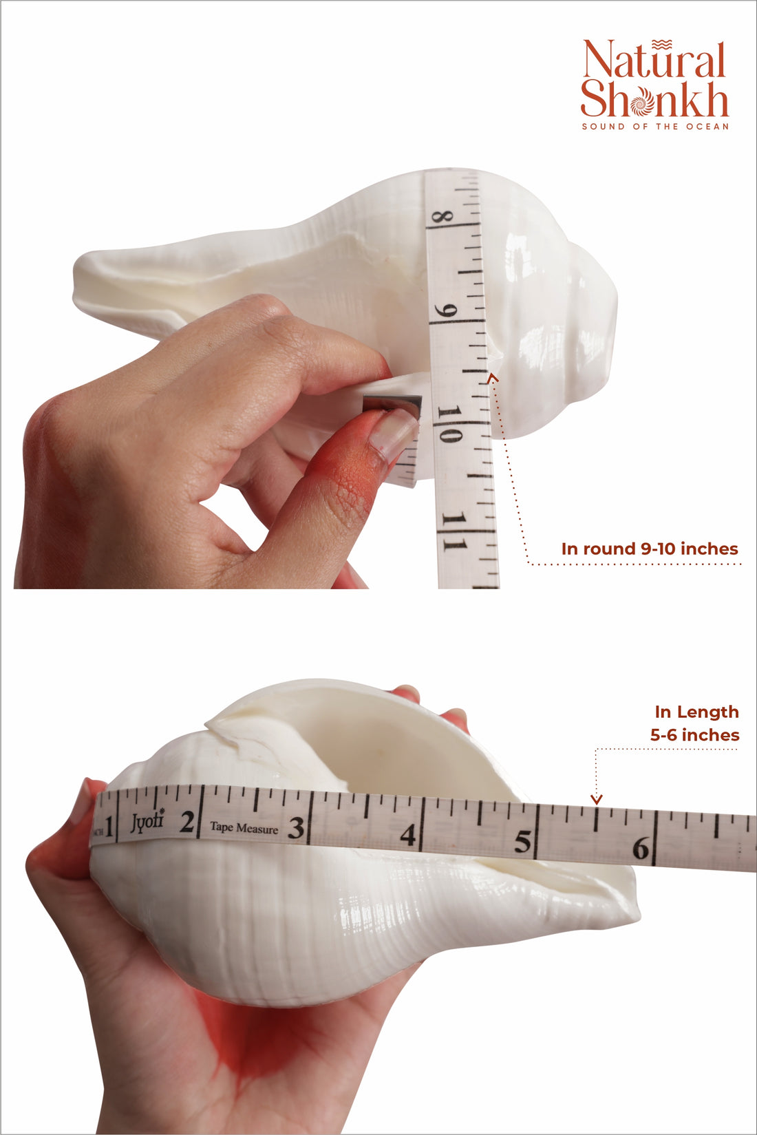 Vishnu Shankh (Natural White) - (9-10)