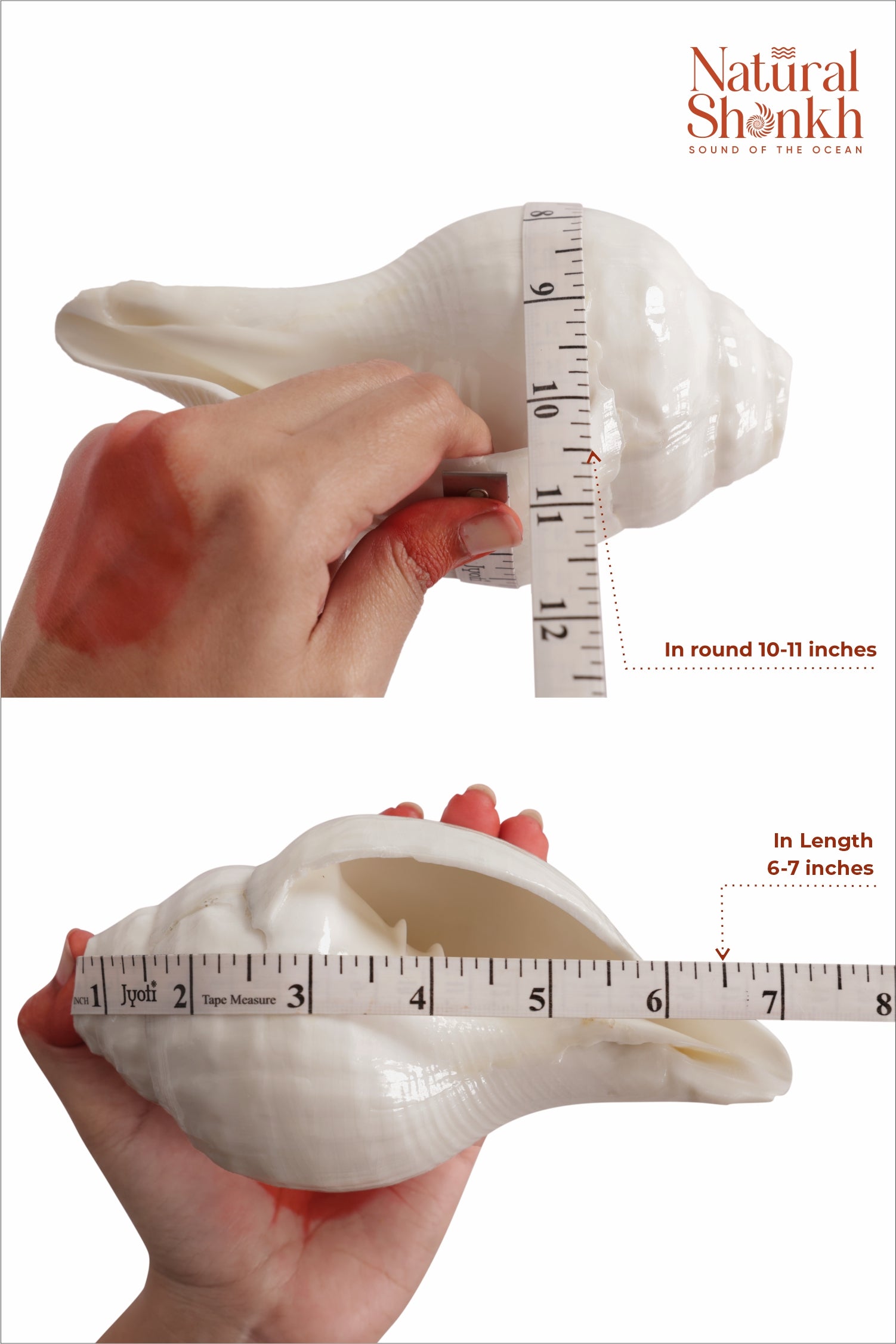 Vishnu Shankh (Natural White)