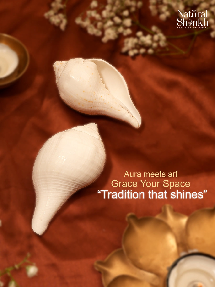 Vishnu-Puja Shankh (Non Blowing)