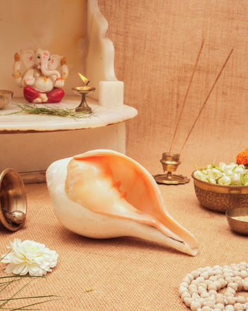 Vishnu Shankh (Natural Peach) - Small