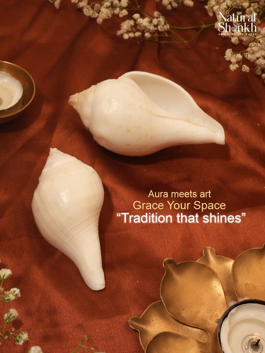 Vishnu-Puja Shankh (Non Blowing)
