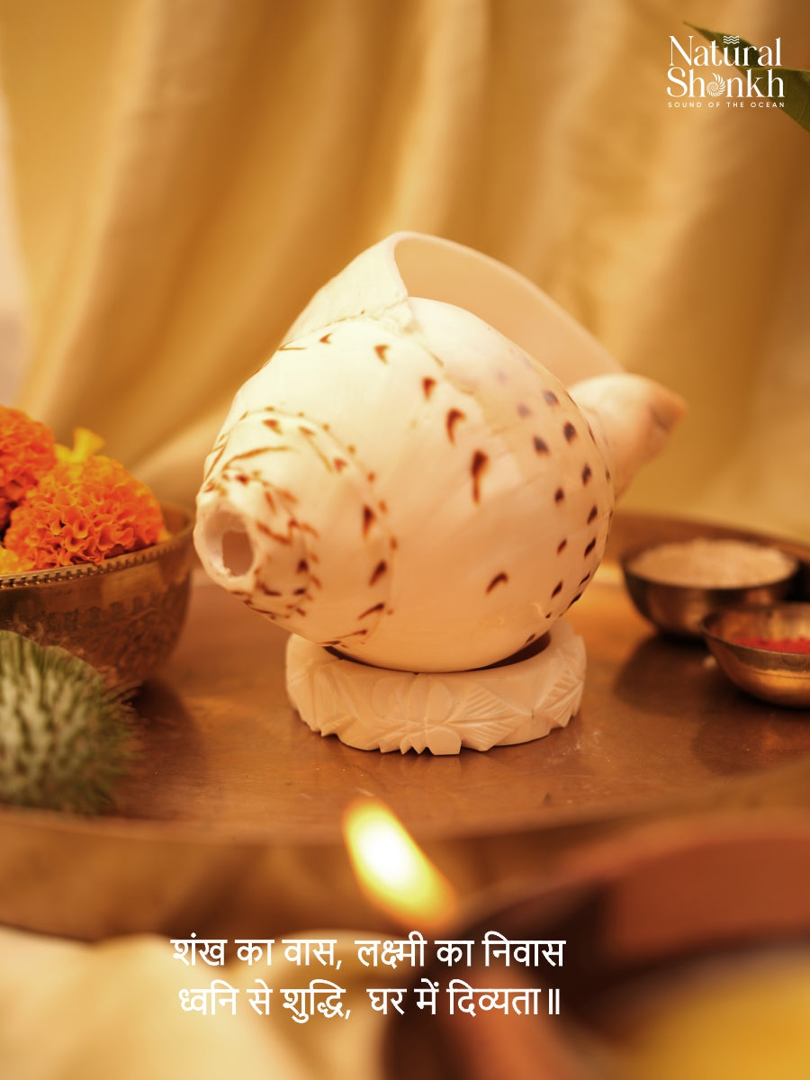 Conch Bangle (Pair)