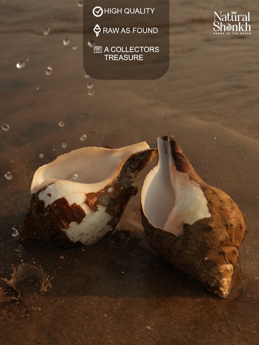 Under The Rocks (Pair A) - Small