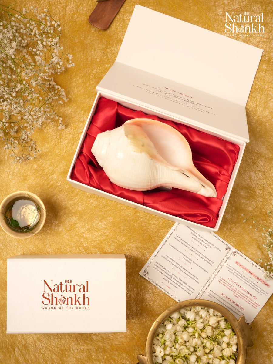 Vishnu Shankh (Natural Peach) - Small