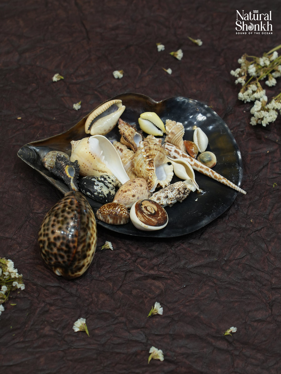 Vastu Dosha Box