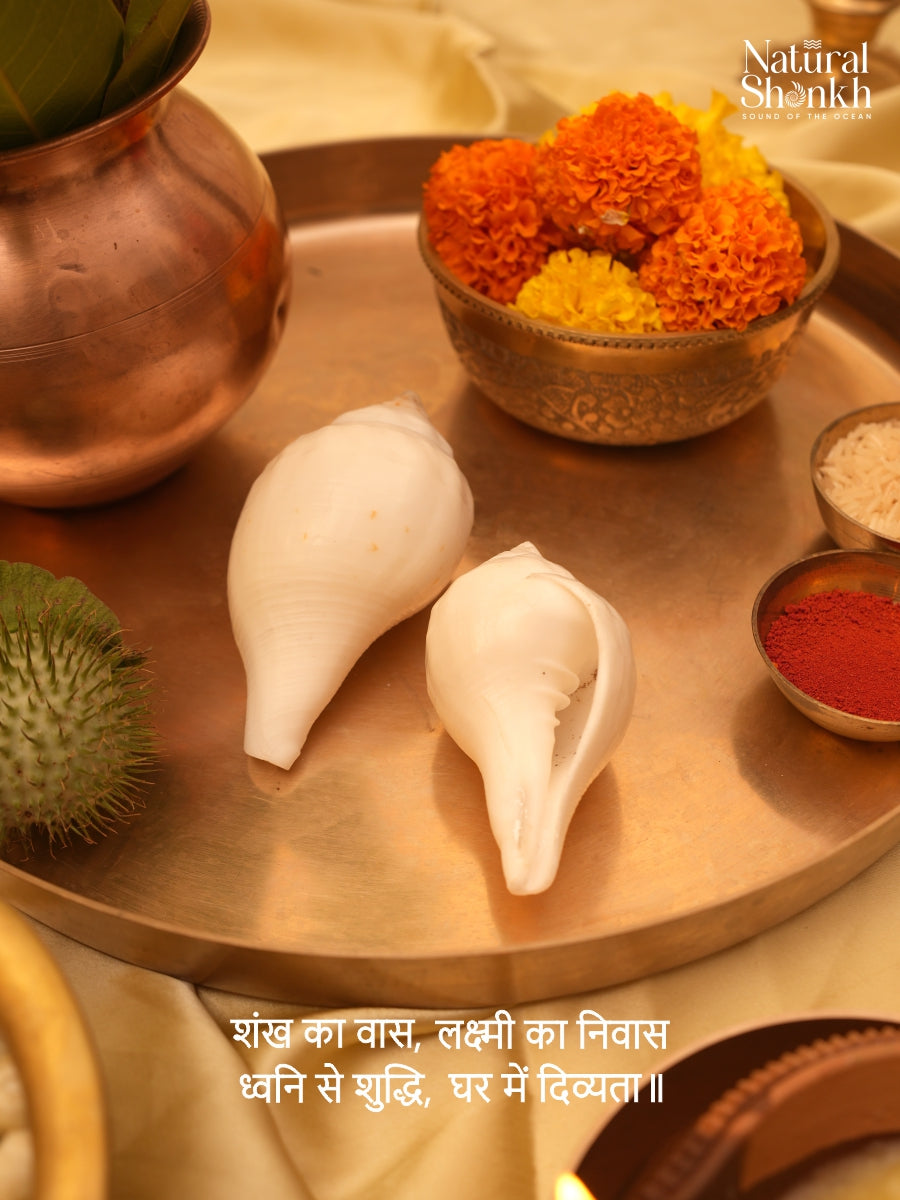 Vishnu-Puja Shankh (Non Blowing)