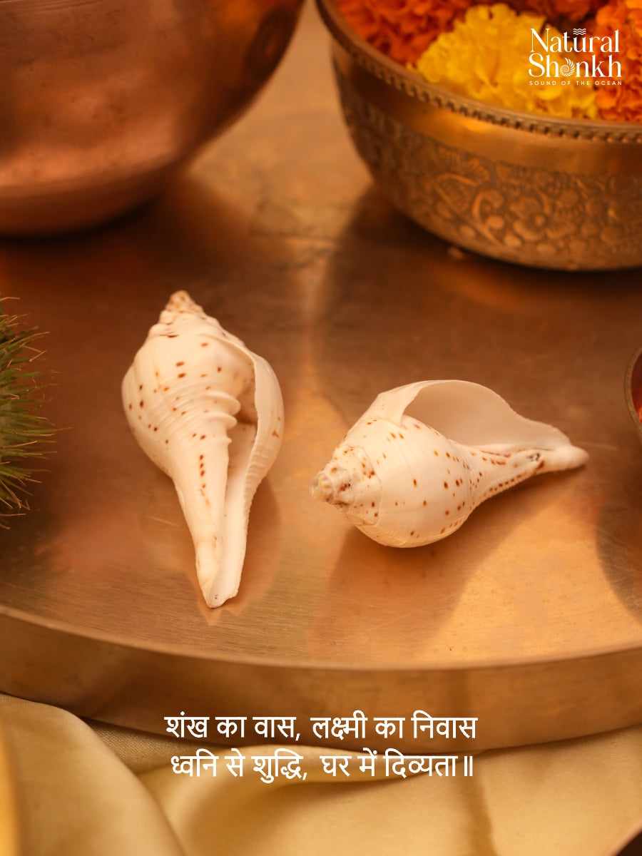 Vishnu-Puja Shankh (Non Blowing)